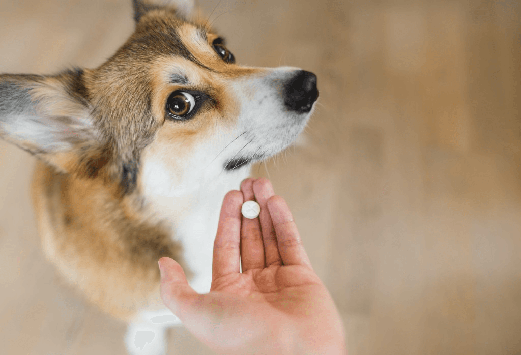 Dog looking at a pill - the challenge of traditional pet medication